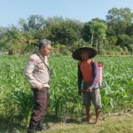 Bhabinkamtibmas Sandik Ajak Warga Dusun Tato Barat Wujudkan Swasembada Pangan (1) Bhabinkamtibmas Sandik Ajak Warga Dusun Tato Barat Wujudkan Swasembada Pangan