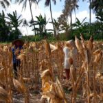 Bhabinkamtibmas Tempos Dampingi Panen Jagung, Wujud Nyata Dukung Ketahanan Pangan (4) Bhabinkamtibmas Tempos Dampingi Panen Jagung, Wujud Nyata Dukung Ketahanan Pangan