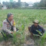 Dorong Ketahanan Pangan, Bhabinkamtibmas Desa Sandik Ajak Warga Manfaatkan Pekarangan (2) Dorong Ketahanan Pangan, Bhabinkamtibmas Desa Sandik Ajak Warga Manfaatkan Pekarangan