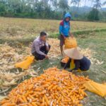 Jalin Silaturahmi, Bhabinkamtibmas Lembar Dukung Petani Jagung di Eyat Mayang