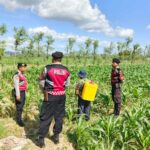 Polres Lombok Barat Dukung Petani Jagung di Desa Dasan Geres