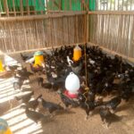 Polri Dorong Swadaya Pangan Lewat Bhabinkamtibmas Desa Jagaraga, Lombok Barat (1) Polri Dorong Swadaya Pangan Lewat Bhabinkamtibmas Desa Jagaraga, Lombok Barat