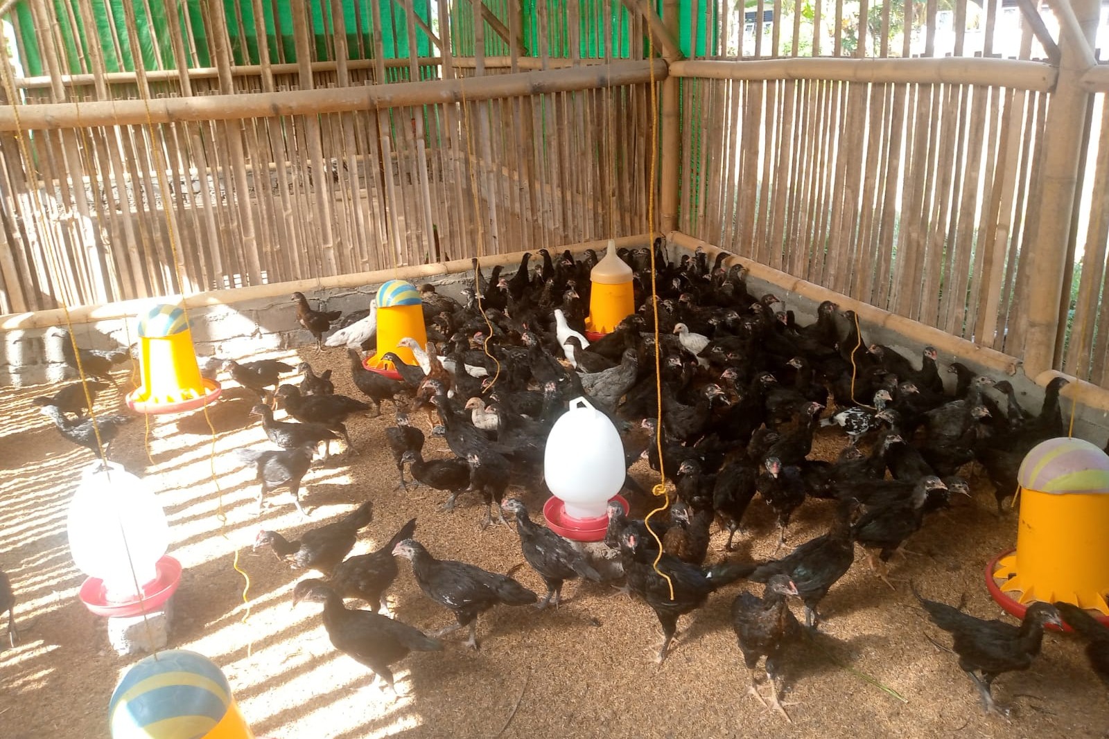 Polri Dorong Swadaya Pangan Lewat Bhabinkamtibmas Desa Jagaraga, Lombok Barat