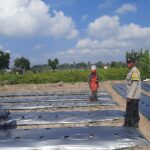 Polsek Kediri Dorong Warga Montong Are Tanam Cabai untuk Ketahanan Pangan (2) Polsek Kediri Dorong Warga Montong Are Tanam Cabai untuk Ketahanan Pangan
