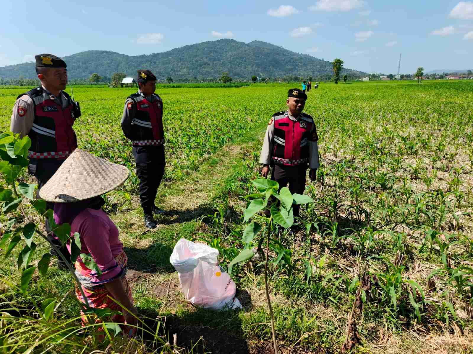 Polsek Kuripan Dukung Ketahanan Pangan Lewat Patroli di Lahan Jagung