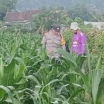 Polsek Lembar Dorong Ketahanan Pangan Lewat Pendampingan Petani Desa Babussalam (1) Polsek Lembar Dorong Ketahanan Pangan Lewat Pendampingan Petani Desa Babussalam