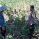 Sinergi Polri dan Petani, Optimalisasi Lahan Kosong di Dusun Jogot untuk Ketahanan Pangan (3) Sinergi Polri dan Petani, Optimalisasi Lahan Kosong di Dusun Jogot untuk Ketahanan Pangan