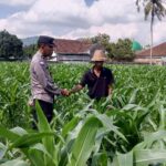 Sinergi Polri dan Petani, Panen Jagung di Sekotong Berjalan Aman