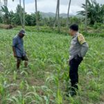 Jagung dan Keamanan: Bhabinkamtibmas Cendi Manik Turun ke Lahan