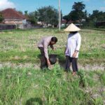 WhatsApp Image 2025-08-08 at 12.09.22 Polsek Kuripan Galakkan Pertanian Pekarangan Demi Kesejahteraan Warga