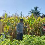 WhatsApp Image 2025-08-14 at 11.24.221 Sinergi Polisi dan Petani di Dusun Bila Tepung Hasilkan Panen Jagung Melimpah