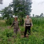 Bhabinkamtibmas Terong Tawah Dorong Pemanfaatan Pekarangan untuk Ketahanan Pangan