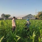 WhatsApp Image 2025-09-23 at 08.41.27 Sinergi Polisi dan Petani Desa Kuranji Dalang Dukung Program Ketahanan Pangan Nasional
