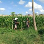 WhatsApp Image 2025-09-23 at 13.15.58 Dusun Jerneng Lombok Barat Jadikan Lahan Kosong Sumber Pangan Keluarga