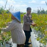 Dari Pekarangan Jadi Pangan: Inisiatif Bhabinkamtibmas Perampuan di Karang Bayan