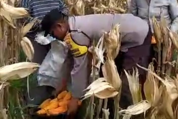 Sambang Desa di Lombok Barat: Bhabinkamtibmas Dorong Warga Jual Hasil Panen ke Bulog