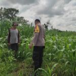 Polri Aktif Kawal Pertanian Jagung di Desa Kuranji Dalang, Labuapi Lombok Barat