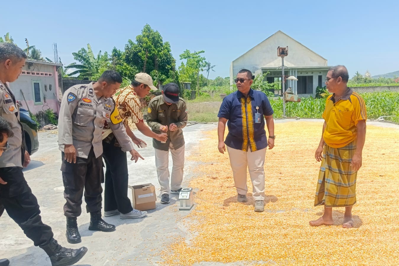 Jagung Desa Beleka dengan Kadar Air 10,3 KA Siap Serap Bulog NTB