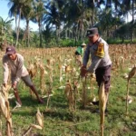 Sinergi Polri dan Petani di Gerung Dorong Stabilitas Harga Jagung