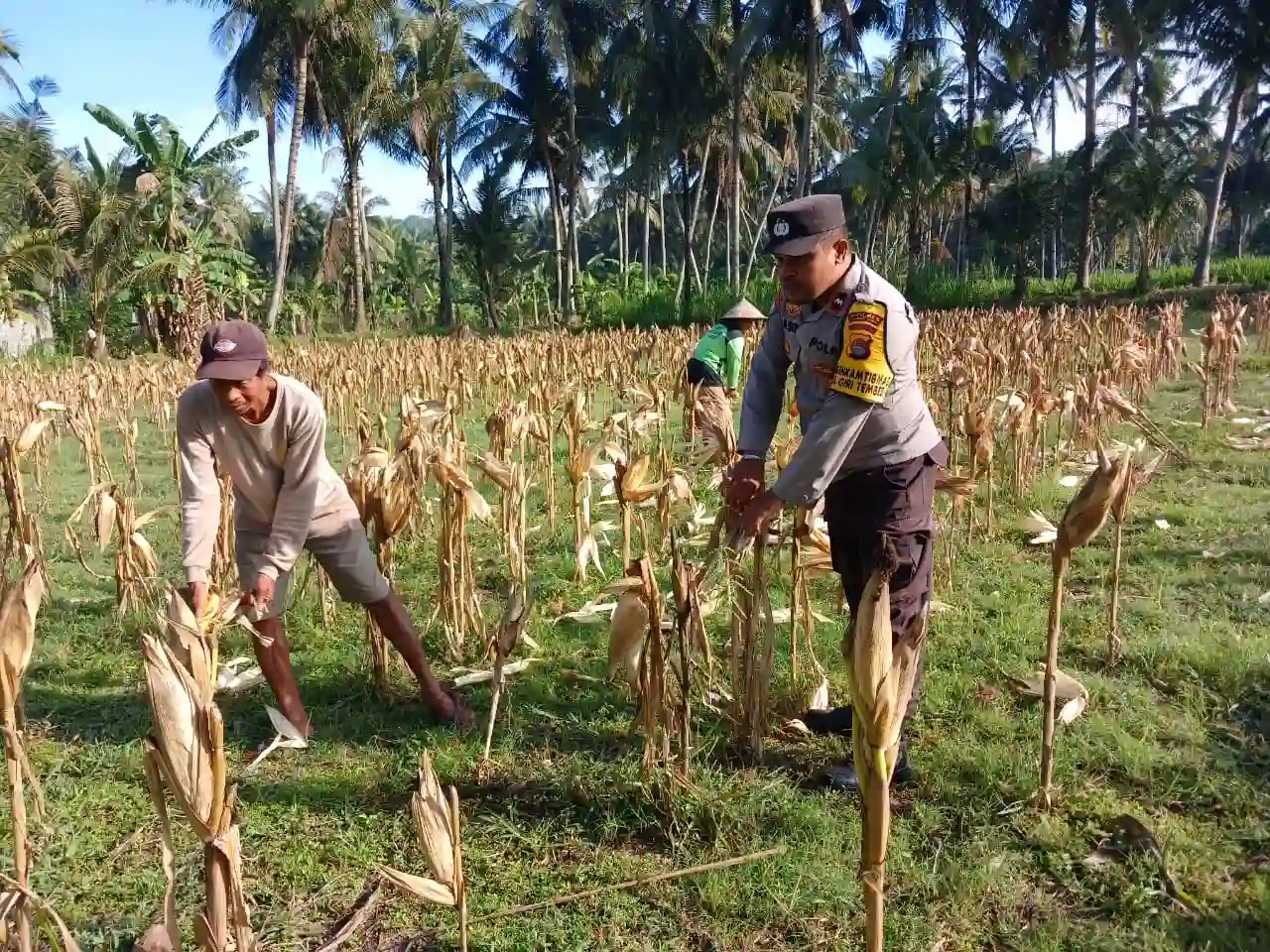 Sinergi Polri dan Petani di Gerung Dorong Stabilitas Harga Jagung