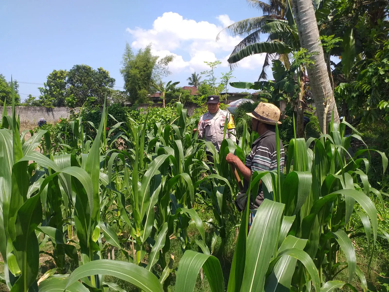 Polsek Kuripan Turun ke Sawah, Dukung Petani Tingkatkan Produksi Jagung