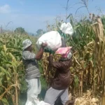 WhatsApp Image 2025-10-23 at 11.24.51 (1)_result Polres Lombok Barat Kawal Stabilitas Harga Beras untuk Lindungi Warga