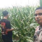 WhatsApp Image 2025-10-23 at 14.54.30_result Bhabinkamtibmas Turun ke Sawah, Petani Lombok Barat Kian Semangat