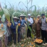 WhatsApp Image 2025-10-29 at 12.09.50 Panen Jagung di Babussalam, Polri Jadi Sahabat Petani Lombok Barat