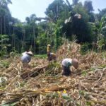Kemandirian Pangan: Bhabinkamtibmas Kuripan Kunjungi Petani Jagung