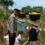 Kabar Baik dari Babussalam: Panen Jagung Sukses, Hasilnya Langsung Diserap Pengepul Lokal