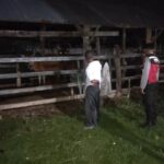 Apresiasi Warga Mengalir, Polisi Hadir di Tengah Sunyi Dini Hari Amankan Hewan Ternak