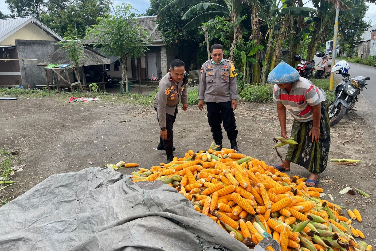Polsek Labuapi Bantu Petani Amankan Harga Panen Jagung ke Bulog