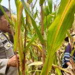 Sinergi Polri dan Petani, Jaga Stabilitas Pangan di Lombok Barat