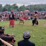 Pelestarian Budaya Sasak: Final Peresean Tarung Pepadu Lombok Berlangsung Aman