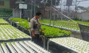 Aksi Nyata Bhabinkamtibmas Lombok Barat Dukung Ketahanan Pangan