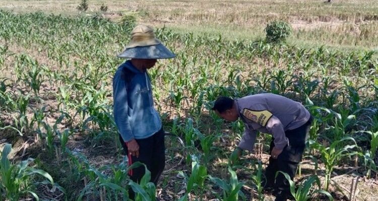 Ketahanan Pangan Diperkuat, Bhabinkamtibmas Kunjungi Petani Jagung