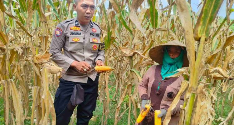 WhatsApp Image 2025-12-10 at 11.04.142 Peran Polri Jaga Stabilitas Harga, Petani Jagung Lombok Barat Diimbau Jual ke Bulog