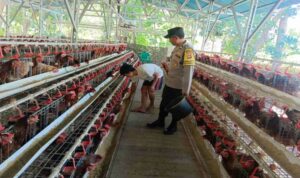 Kamtibmas Kondusif, Produksi Lancar: Peran Bhabinkamtibmas Bagi Peternak Ayam