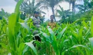 Strategi Polsek Labuapi Optimalkan Lahan Tidur di Bajur